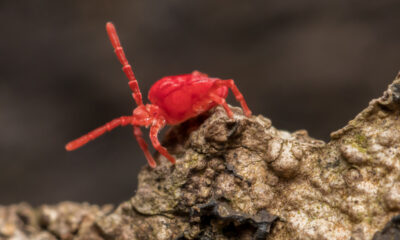 Quels sont ces minuscules insectes rouges que vous voyez ramper?