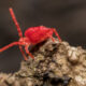 Quels sont ces minuscules insectes rouges que vous voyez ramper?
