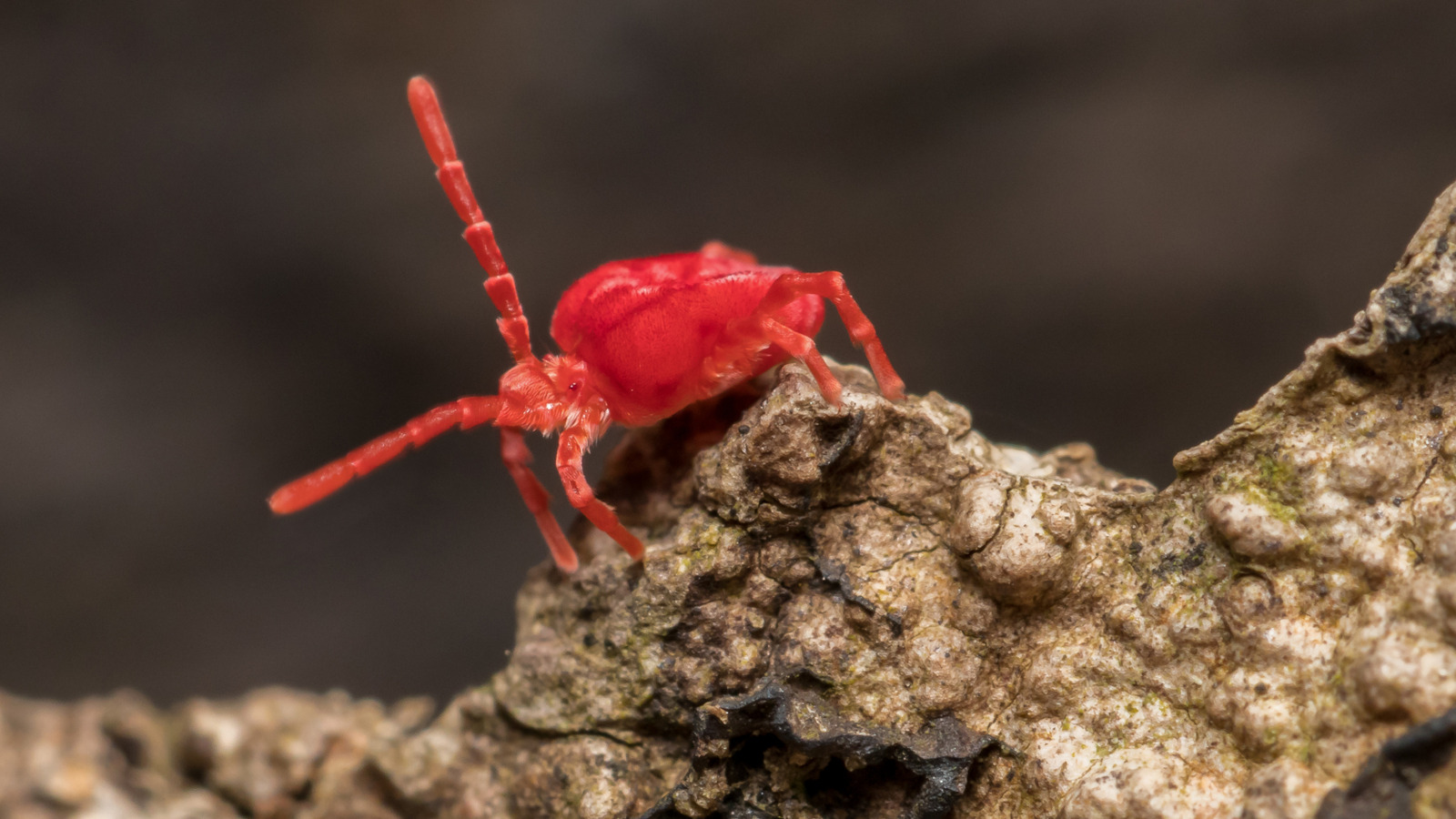 Quels sont ces minuscules insectes rouges que vous voyez ramper?