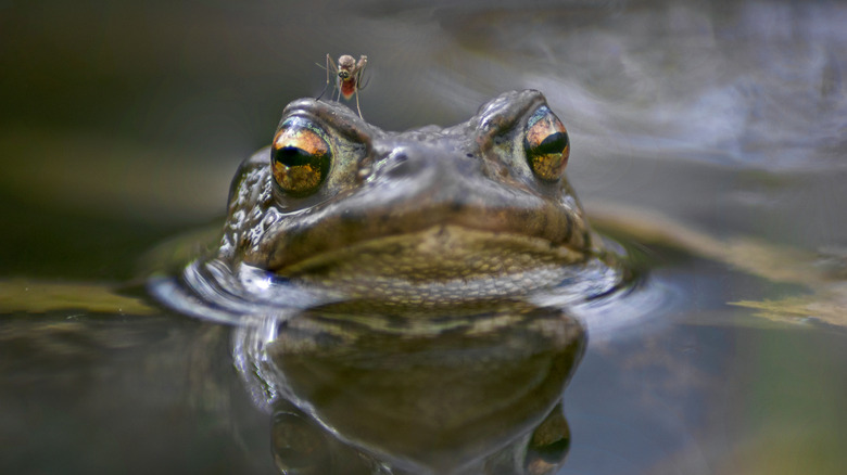 Moustique au sommet d'une tête de grenouille