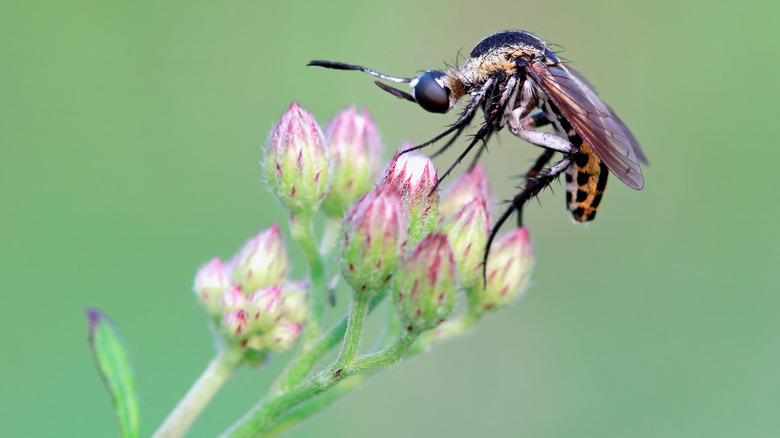 Gros plan des moustiques sur la fleur