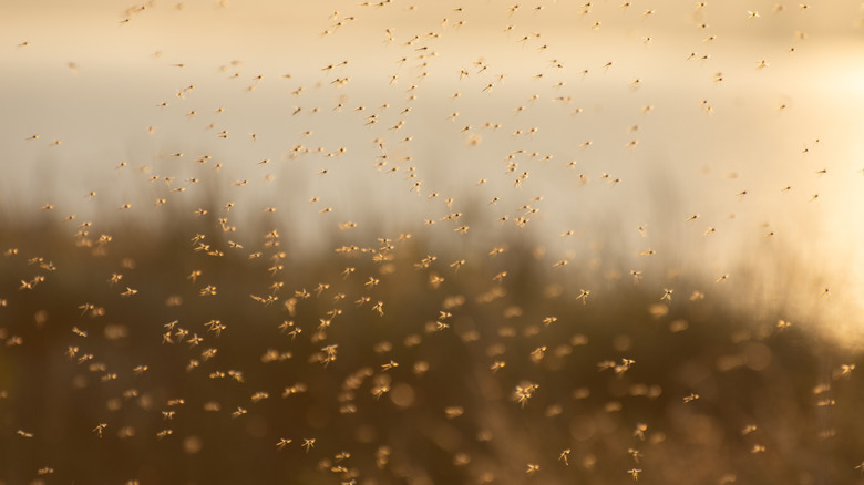 Moustiques, moucherons et moucherons volant au-dessus du marécage