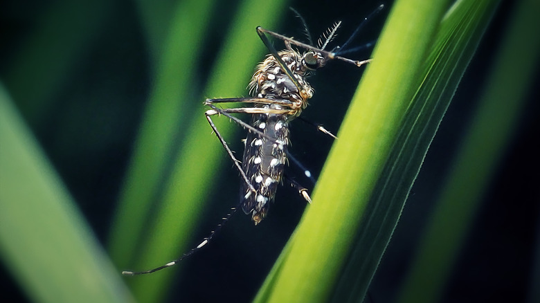 Gros plan d'un moustique sur lame d'herbe