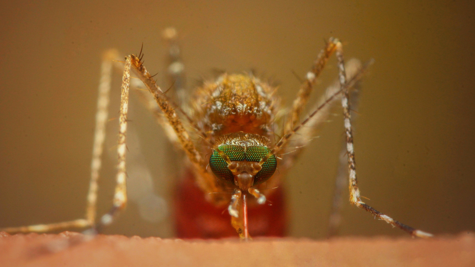 Et si les moustiques se sont éteints?