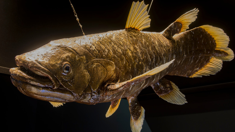 Modèle de coelacanth au musée de Singapour