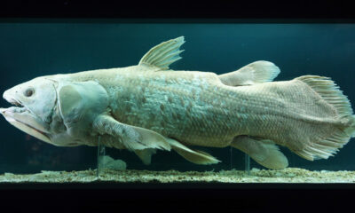 Le poisson de 400 millions, âgé, tout le monde pensait une fois éteint