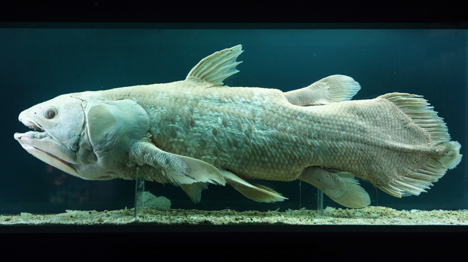 Le poisson de 400 millions, âgé, tout le monde pensait une fois éteint