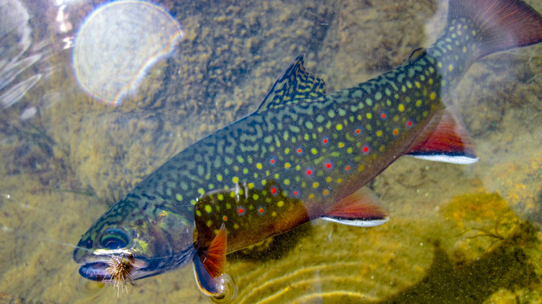Une truite de ruisseau a pris une volée à Anthony Lakes, Oregon