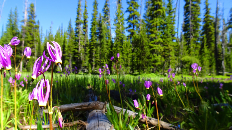 Brow des fleurs sauvages sur le rivage d'un lac alpin dans les montagnes d'Elkhorn de l'Oregon