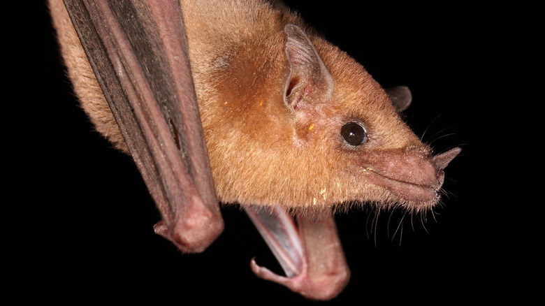 Gros plan du visage d'une chauve-souris