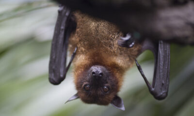 Eh bien, en fait, les chauves-souris ne sont pas aveugles