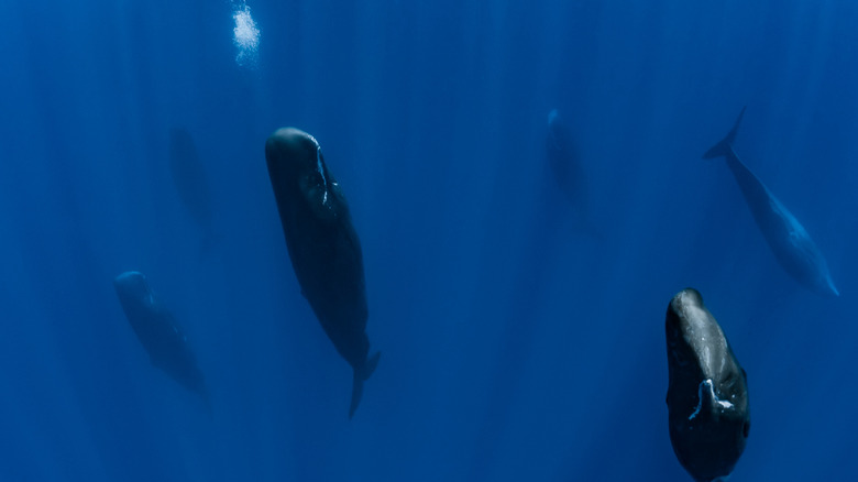 Groupe de spermatozoïdes en position de journal vertical pendant le sommeil
