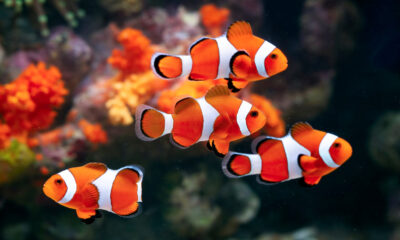 Les poissons ne dorment pas comme les humains. Voici ce qu'ils font à la place