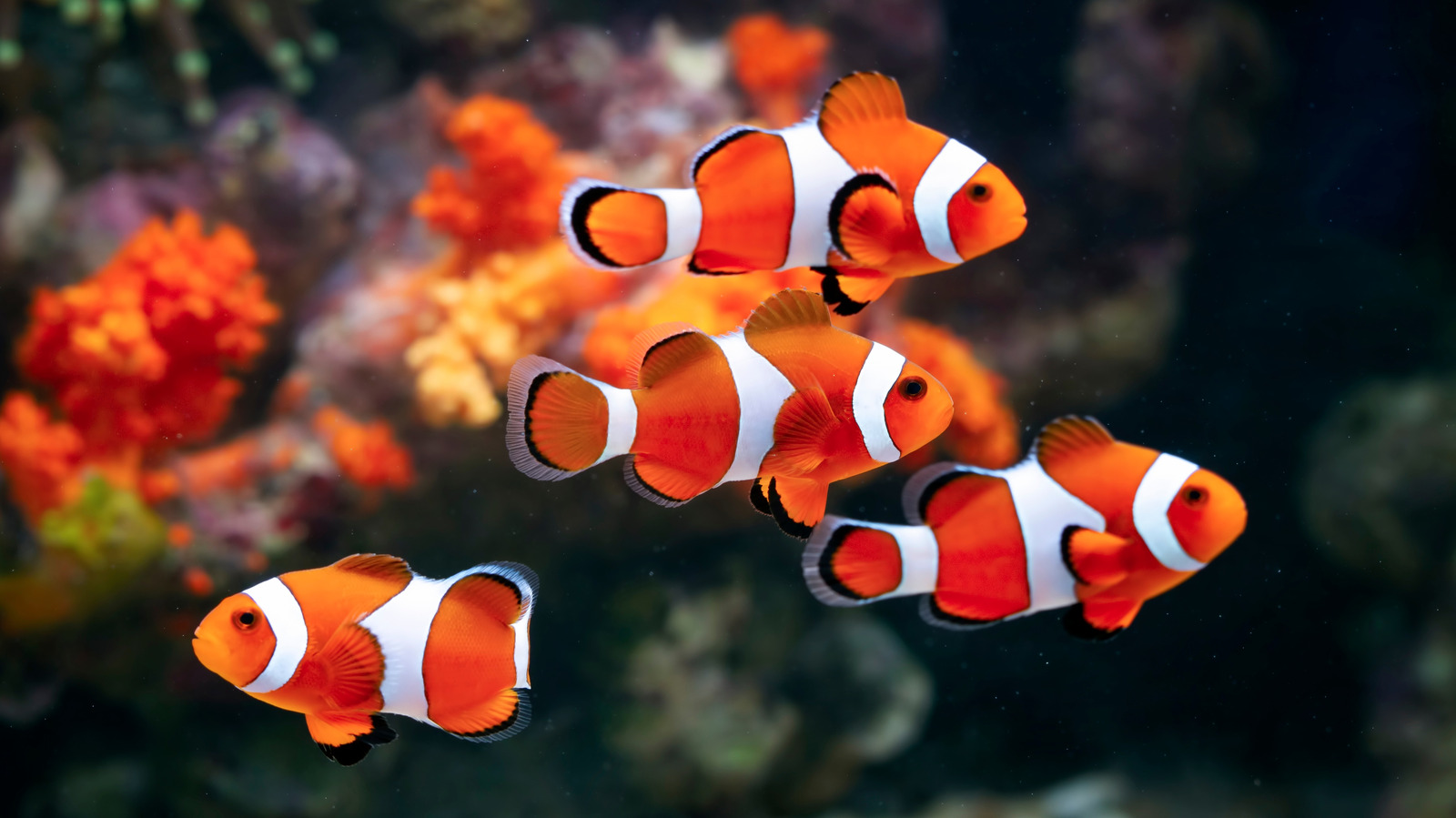 Les poissons ne dorment pas comme les humains. Voici ce qu'ils font à la place