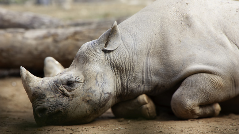 Un rhinocéros blanc repose la tête sur le sol