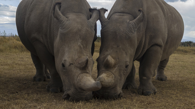 Deux femelles de rhinocéros blanc du nord se tiennent côte à côte sur les prairies brunes