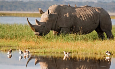 Non, les rhinocéros blancs du nord ne sont pas encore éteints, mais ils pourraient tout aussi bien être