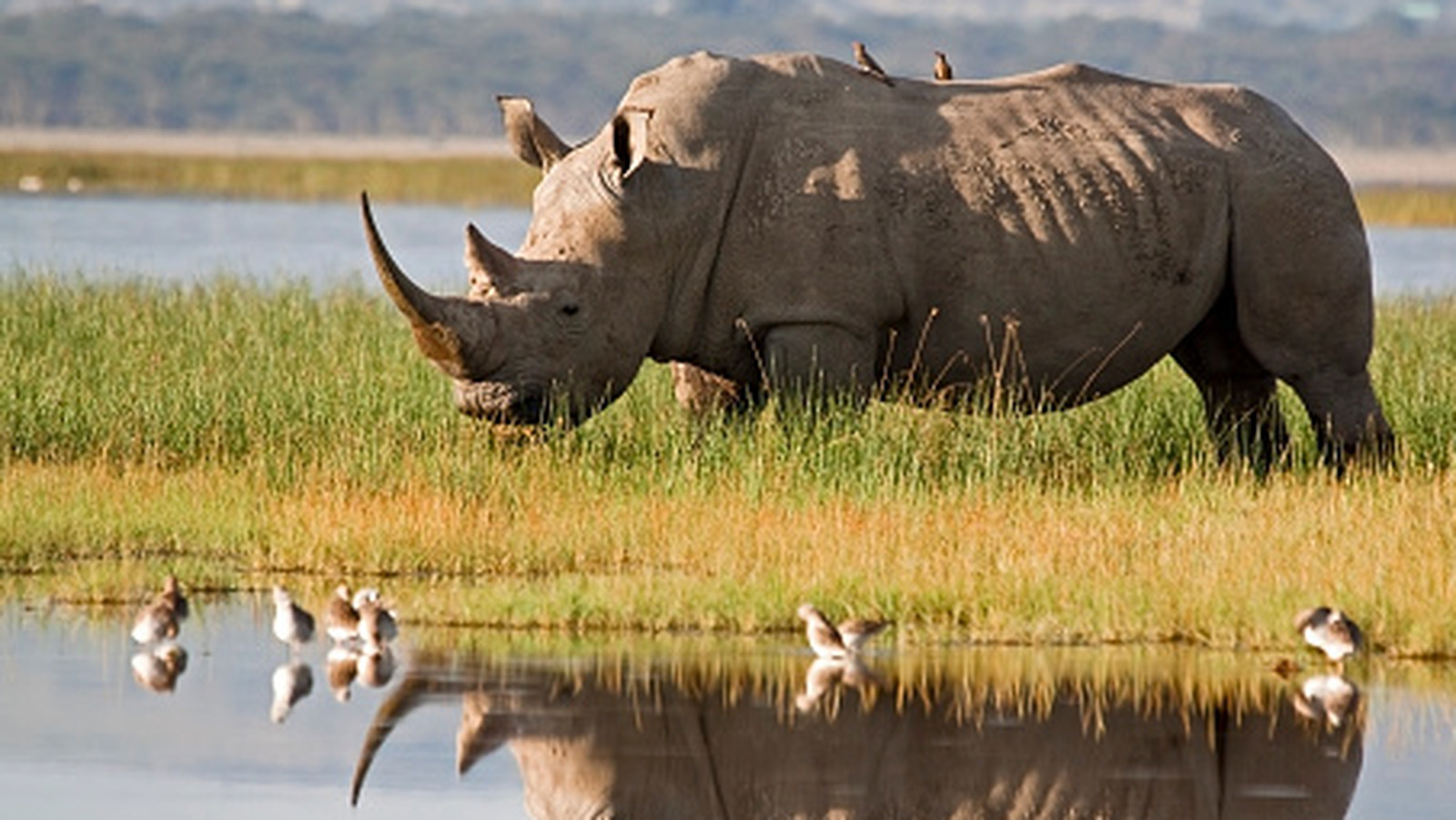 Non, les rhinocéros blancs du nord ne sont pas encore éteints, mais ils pourraient tout aussi bien être