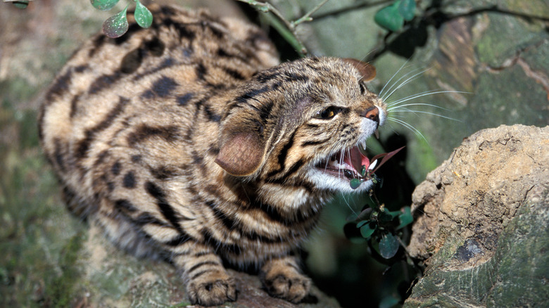 Un chat aux pieds noirs africains dans une position défensive et grondant