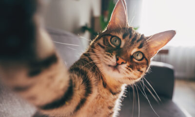 Le chat le plus meurtrier du monde est plus petit que vous ne le pensez