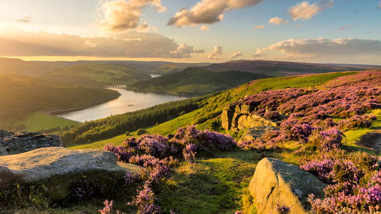 Bruyère violette sur une lande surplombant un lac à Bamford Edge dans le parc national de Peak District