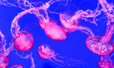 Pourquoi vous ne devriez jamais faire pipi sur une piqûre de méduses (et la meilleure chose à faire à la place)