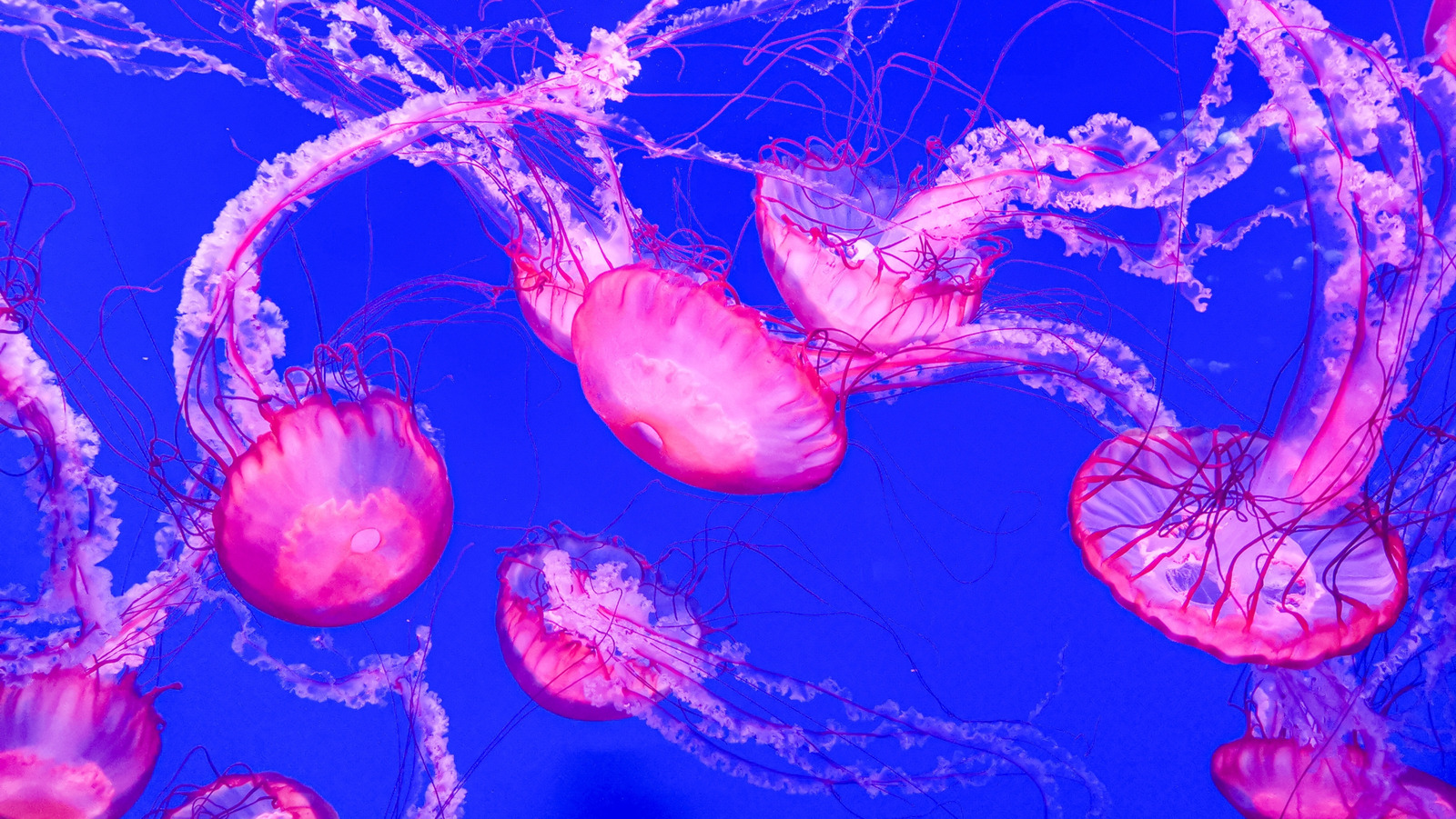 Pourquoi vous ne devriez jamais faire pipi sur une piqûre de méduses (et la meilleure chose à faire à la place)