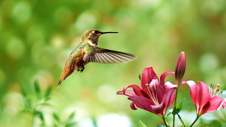 Colibri flottant gracieusement près d'une fleur