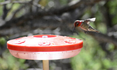 `` La capitale des colibris des États-Unis 'est une ville de l'Arizona négligée pleine d'art et d'histoire
