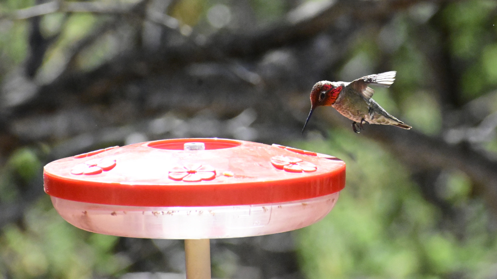 `` La capitale des colibris des États-Unis 'est une ville de l'Arizona négligée pleine d'art et d'histoire