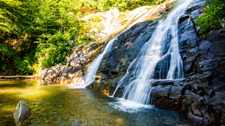 Cascade en cascade en roche dans la piscine dans la forêt