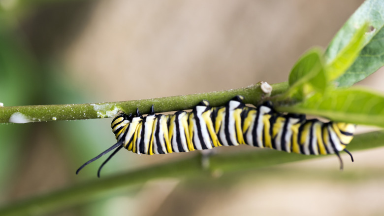 Caterpillar de papillon monarque