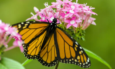 Pourquoi c'est la seule plante Monarch Butterfly Caterpillars peut manger