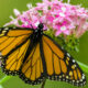 Pourquoi c'est la seule plante Monarch Butterfly Caterpillars peut manger