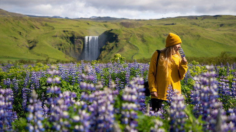 Femme en pull blanc sentant les lilas