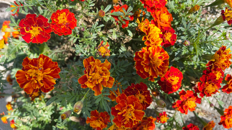 Fleurs de soucis rouge et orange