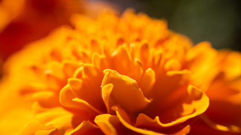 Une floraison du souci d'orange