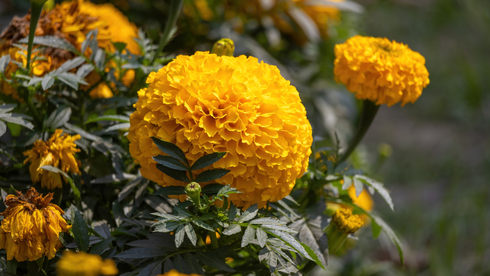 Pourquoi devriez-vous vraiment envisager d'ajouter cette plante utile à votre jardin