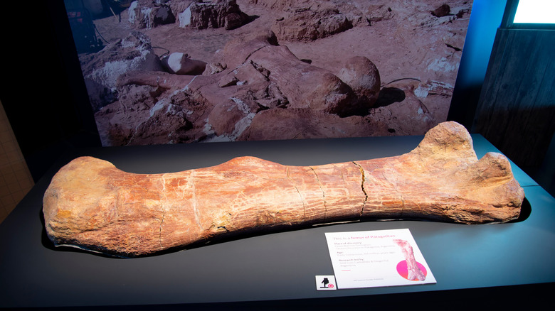 fémur fossilisé de Patagotitan Mayorum