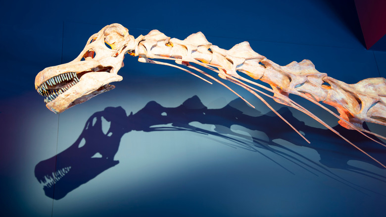 Patagotitan Mayorum Cou et crâne avec ombre