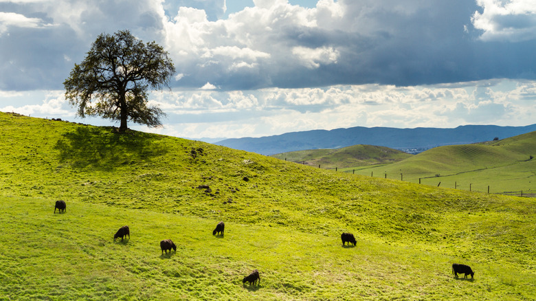 Des vaches paissant sur une colline à Vacaville