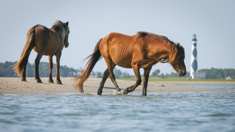 Les chevaux sauvages jouent dans les surf sur Shackleford Banks à Cape Lookout National Seashore, en Caroline du Nord.