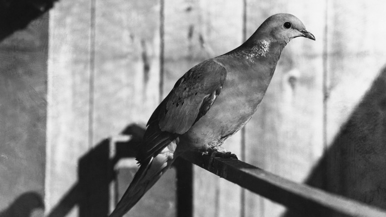Une photo en noir et blanc d'un pigeon de passagers masculin