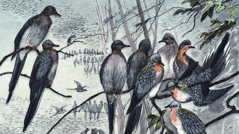 Dessin d'un groupe de pigeons de passagers sur les branches