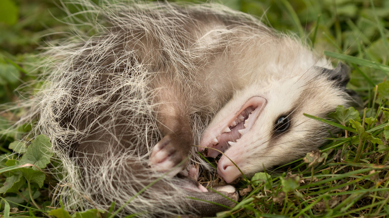 Opossum feignant la mort (Thanatosis)