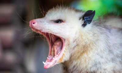 Si vous vous êtes déjà demandé pourquoi les opossums jouent morts, voici la réponse