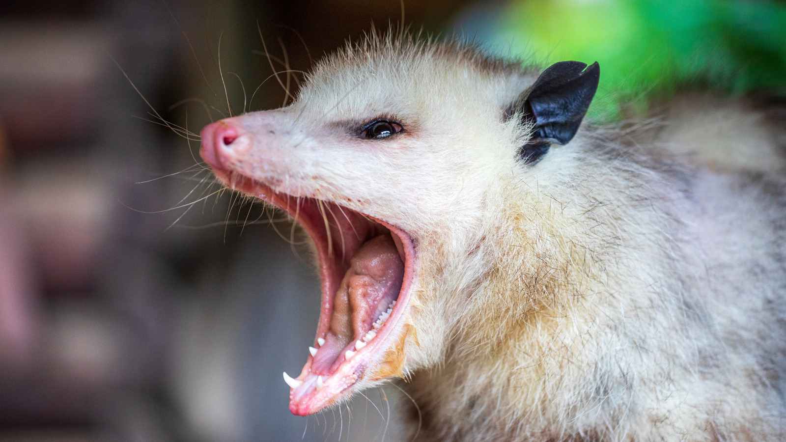 Si vous vous êtes déjà demandé pourquoi les opossums jouent morts, voici la réponse