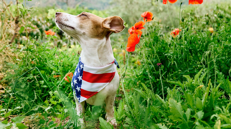 Petit chien nous portant un bandana de drapeau