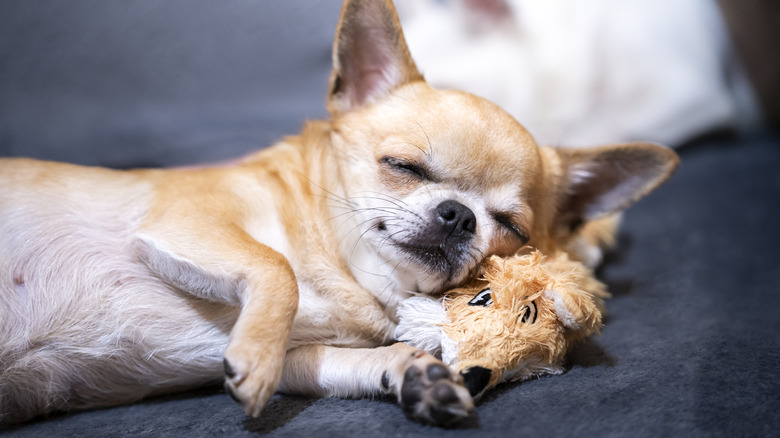 Chihuahua dormant sur un jouet en peluche