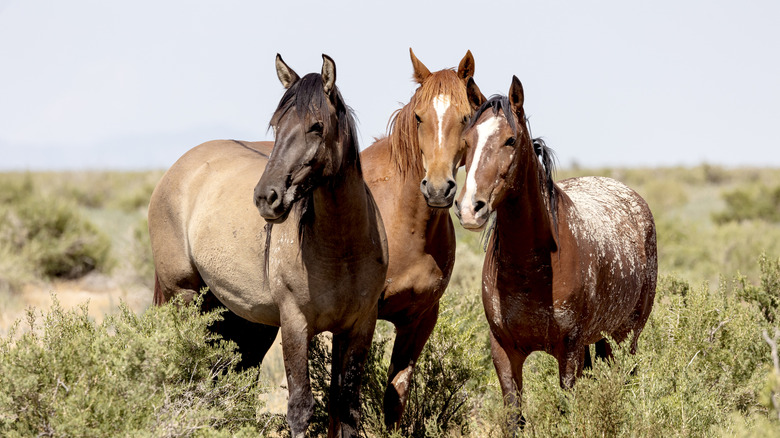 Un groupe de chevaux est vu debout au milieu d'un pinceau contre un ciel gris